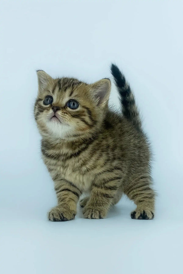 Striped tabby kitten named Yona from Scottish Straight Kitten collection