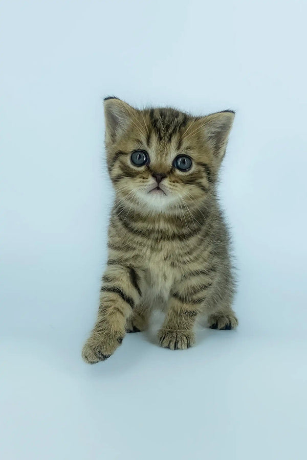 Adorable striped tabby kitten from the Yona Scottish Straight Kitten collection