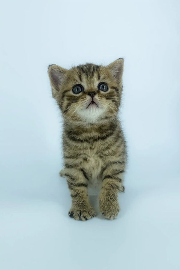 Striped tabby kitten Yona from Scottish Straight Kitten collection, super cute and playful