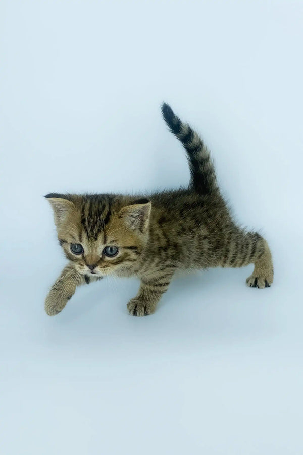 Striped tabby kitten named Yona from the Scottish Straight breed