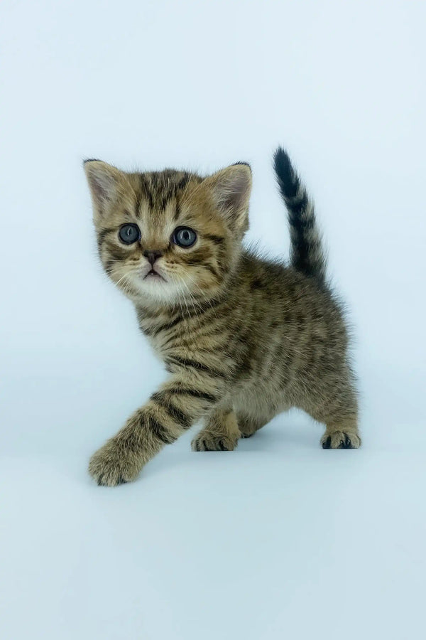 Cute striped tabby kitten named Yona from the Scottish Straight breed