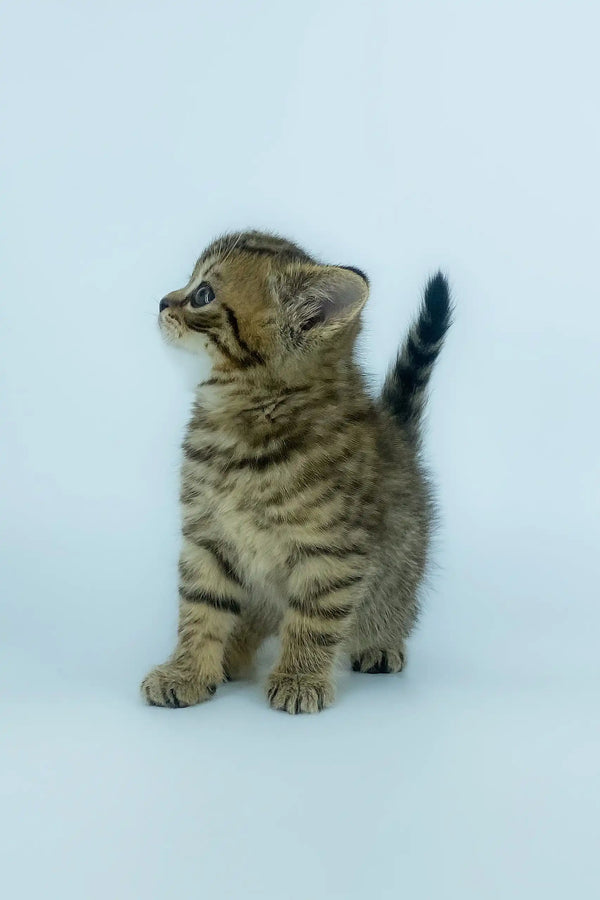 Striped tabby kitten in Yona, a Scottish Straight Kitten product. Cute and cuddly!