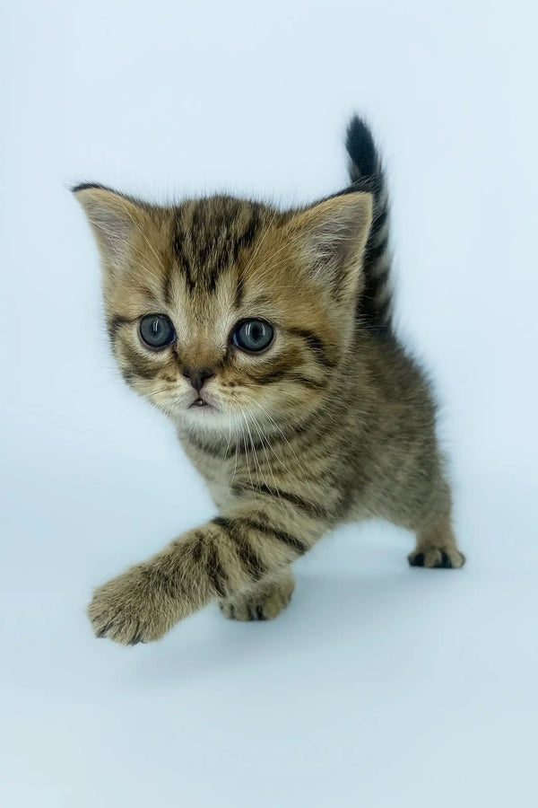 Striped tabby kitten Yona from the Scottish Straight collection looking adorable