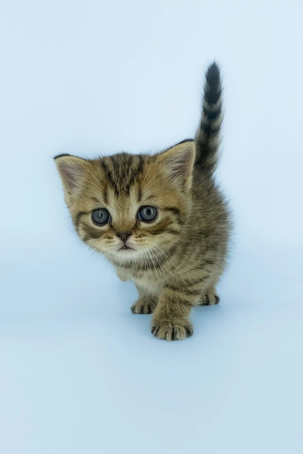 Cute striped kitten with big eyes from Yona | Scottish Straight Kitten collection