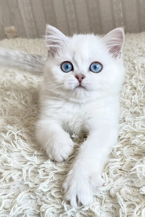 York | british shorthair kitten