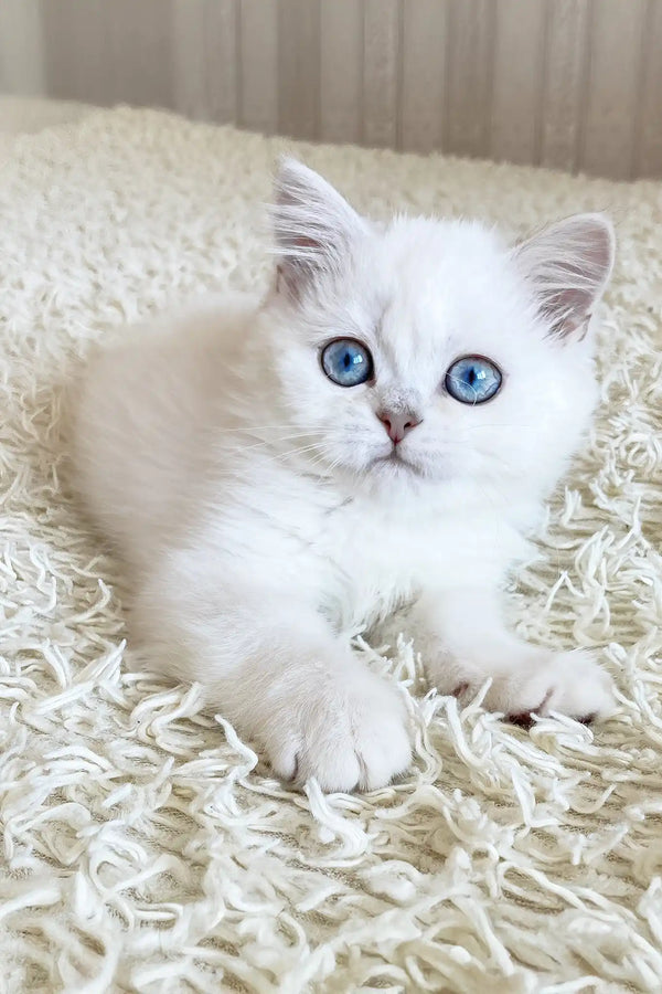 Adopt York British Shorthair Kitten with Blue Eyes