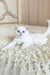 York | british shorthair kitten