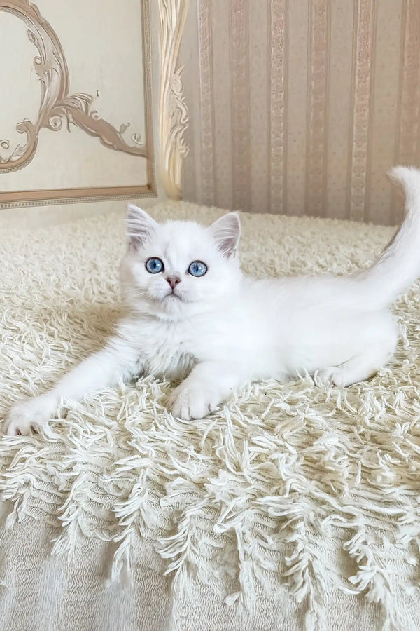 York | british shorthair kitten