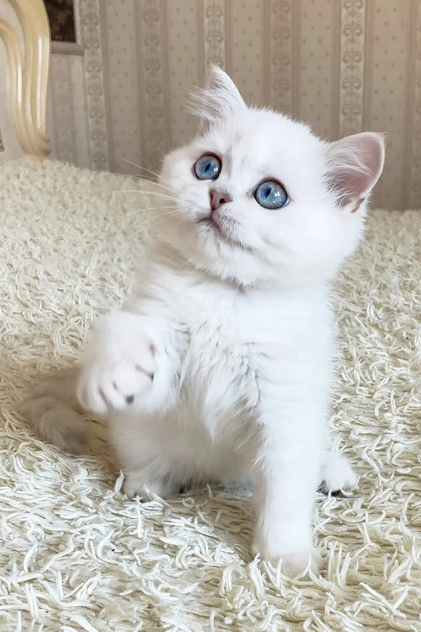 York | british shorthair kitten