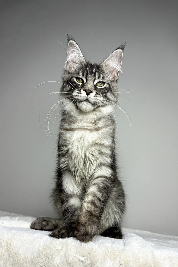 Adorable Maine Coon kitten with fluffy silver-gray fur and stunning green eyes