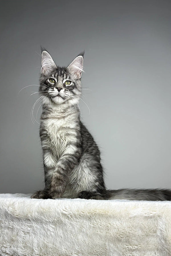 Silver tabby Maine Coon kitten sitting upright with a curious, alert expression