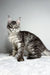 Adorable Maine Coon kitten with silver tabby coat and cute ear tufts in York product