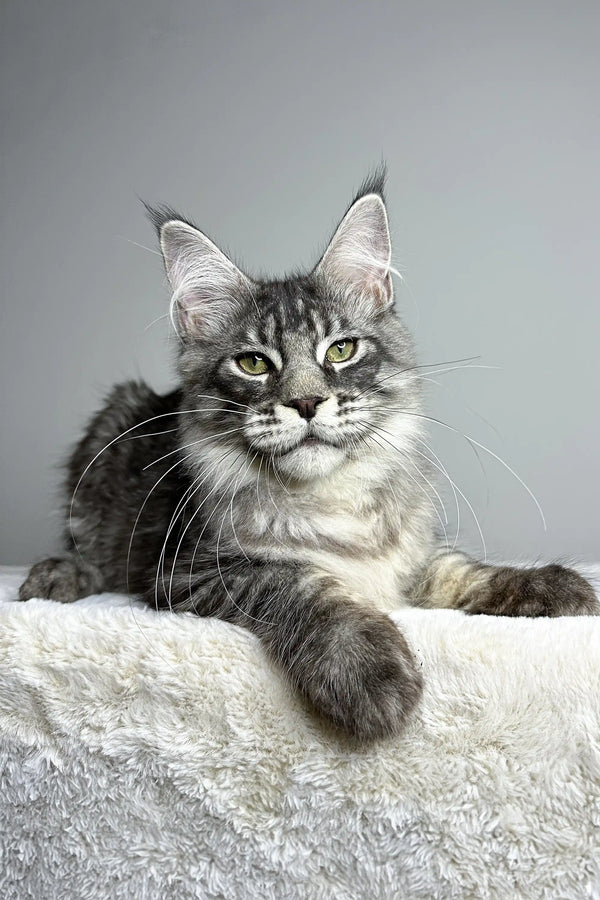 Maine Coon kitten York with fluffy coat and unique ear tufts looking adorable