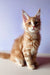 Fluffy orange Maine Coon kitten with big ears sitting upright, looking adorable