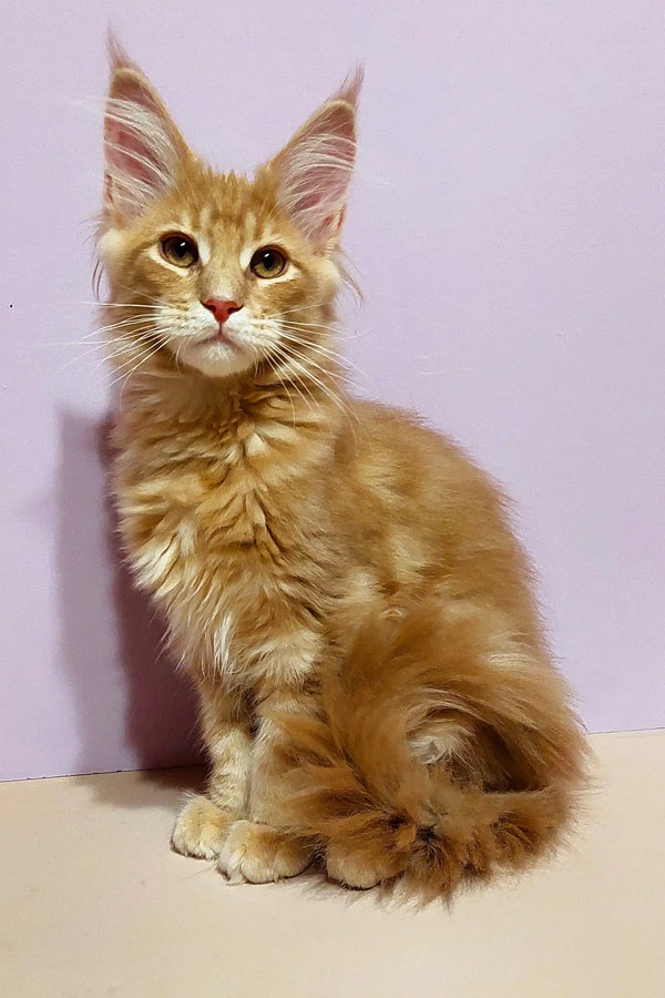 Golden Maine Coon kitten with ear tufts, perfect for your cozy home