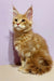 Adorable Maine Coon kitten named Yosef with fluffy coat and cute ear tufts