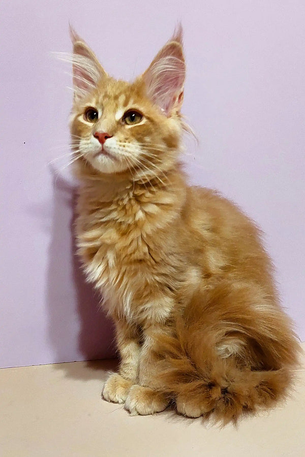 Adorable Maine Coon kitten named Yosef with fluffy coat and cute ear tufts