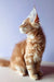 Fluffy orange tabby Maine Coon kitten sitting upright with alert ears