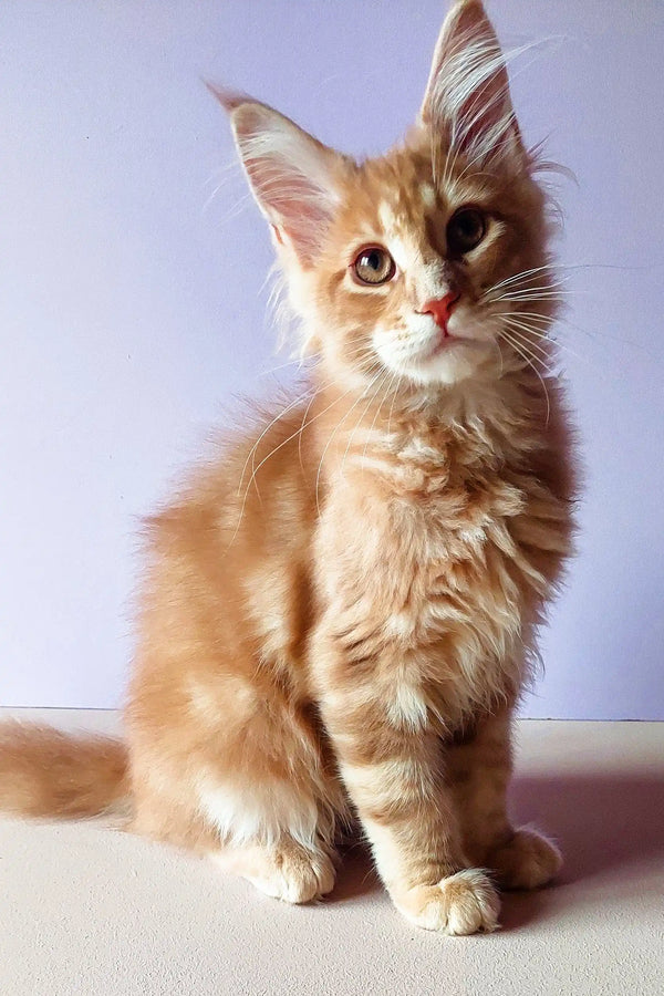 Fluffy orange Maine Coon kitten with alert ears and bright eyes, perfect for cuddles