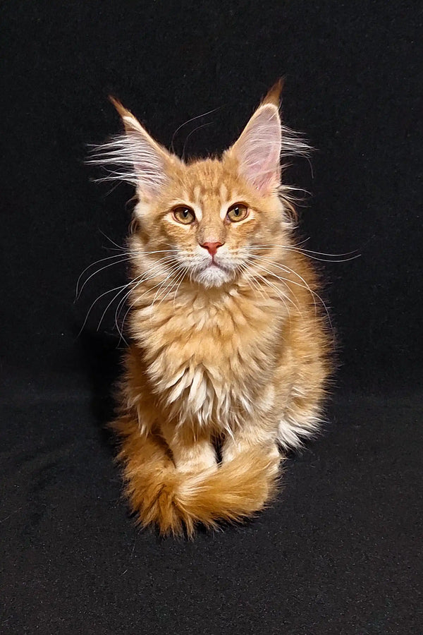 Majestic Maine Coon kitten with golden fur and ear tufts from Yosef collection