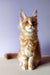 Fluffy orange and white Maine Coon kitten sitting upright with alert ears