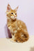 Fluffy orange Maine Coon kitten with cute ear tufts, perfect for the Yosef product