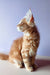 Fluffy orange Maine Coon kitten sitting upright with alert ears and a curious look