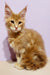 Cute ginger Maine Coon kitten named Yosef with fluffy coat and ear tufts