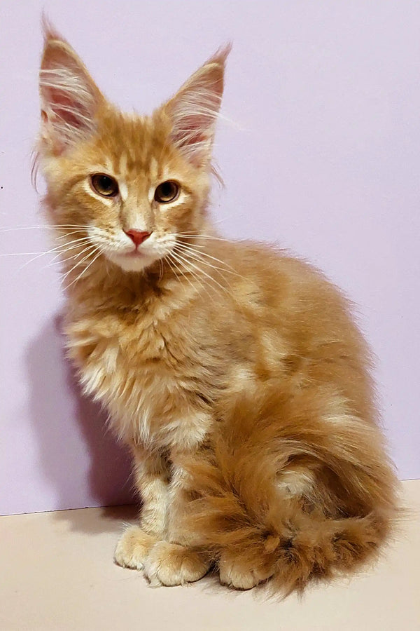 Cute ginger Maine Coon kitten named Yosef with fluffy coat and ear tufts