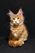 Maine Coon kitten with golden fur and alert expression for Yosef product