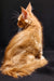 Ginger Maine Coon kitten with long fur sitting stylishly in profile view