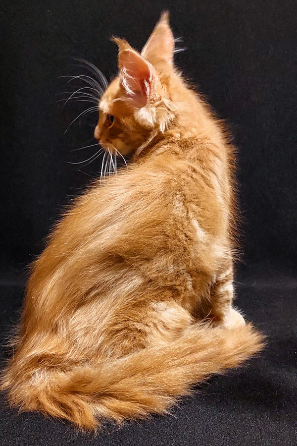 Ginger Maine Coon kitten with long fur sitting stylishly in profile view
