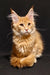 Adorable Maine Coon kitten with golden fur and cute ear tufts in Yosef product