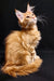 Orange tabby Maine Coon kitten with fluffy fur and ear tufts, perfect for any cat lover