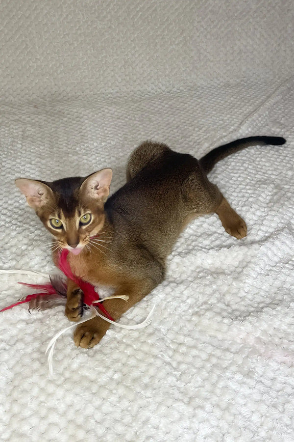 Yoshi | abyssinian kitten