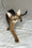 Yoshi | Abyssinian Kitten