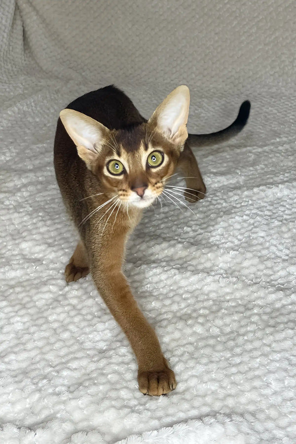 Yoshi | abyssinian kitten