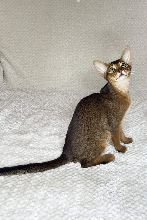 Yoshi | abyssinian kitten
