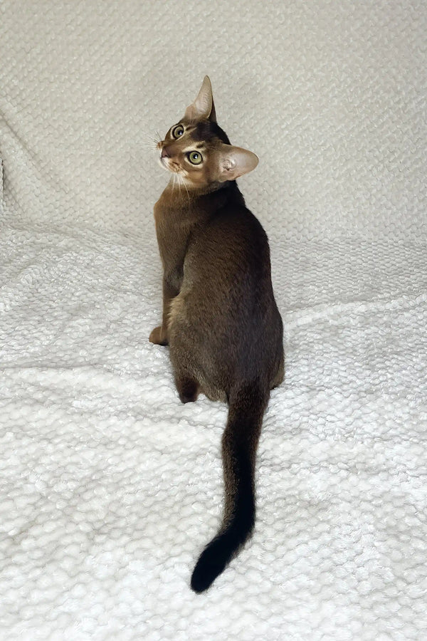 Yoshi | abyssinian kitten