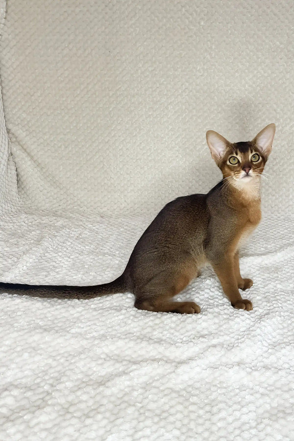 Yoshi | abyssinian kitten