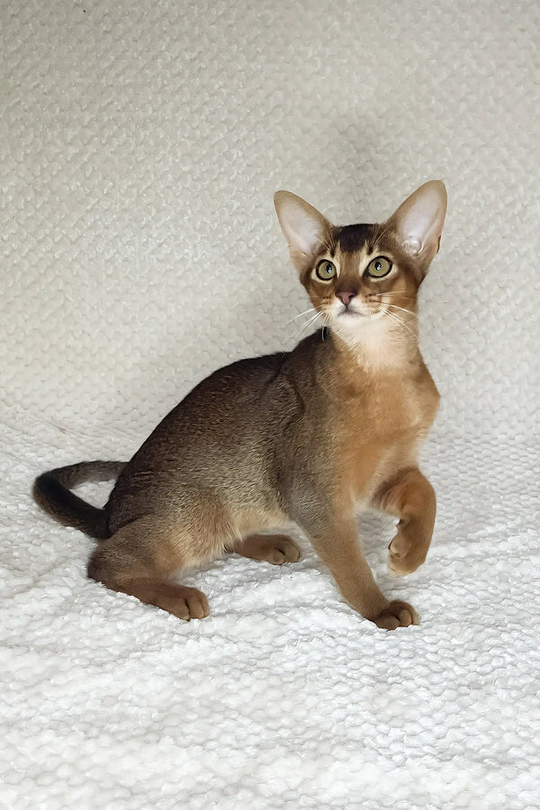 Yoshi | abyssinian kitten