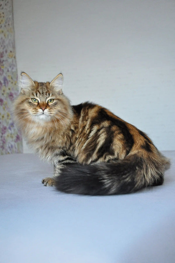 Fluffy brown tabby cat with stripes and long tail for Yudzhin Siberian Kitten product