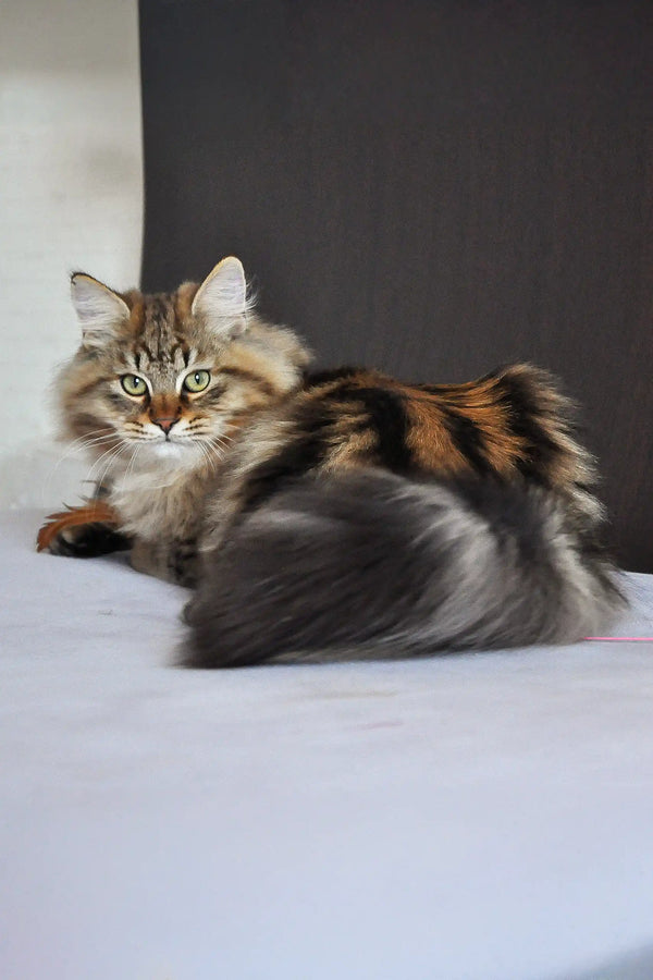 シュタイフ　tabby cat アンティーク シュタイフ ネコ Steiff Tabby 7cm