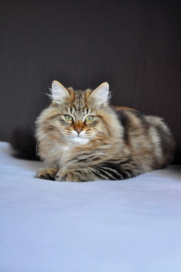 Meet Yudzhin the Siberian Kitten Fluffy & Loving