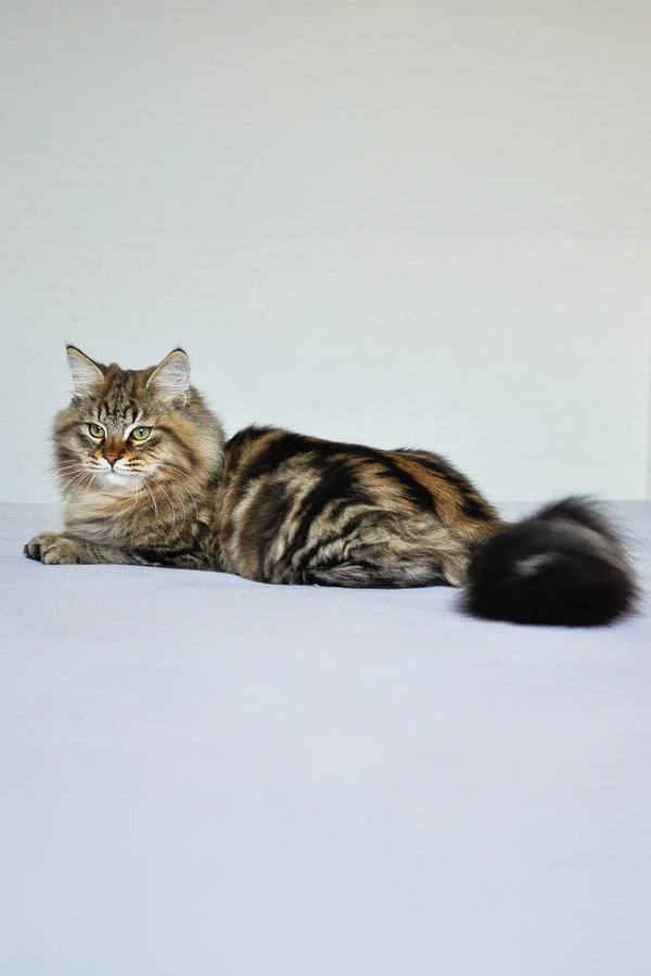 シュタイフ　tabby cat アンティーク シュタイフ ネコ Steiff Tabby 7cm