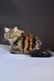 Cute long-haired tabby cat with brown and black stripes from Yudzhin Siberian Kitten