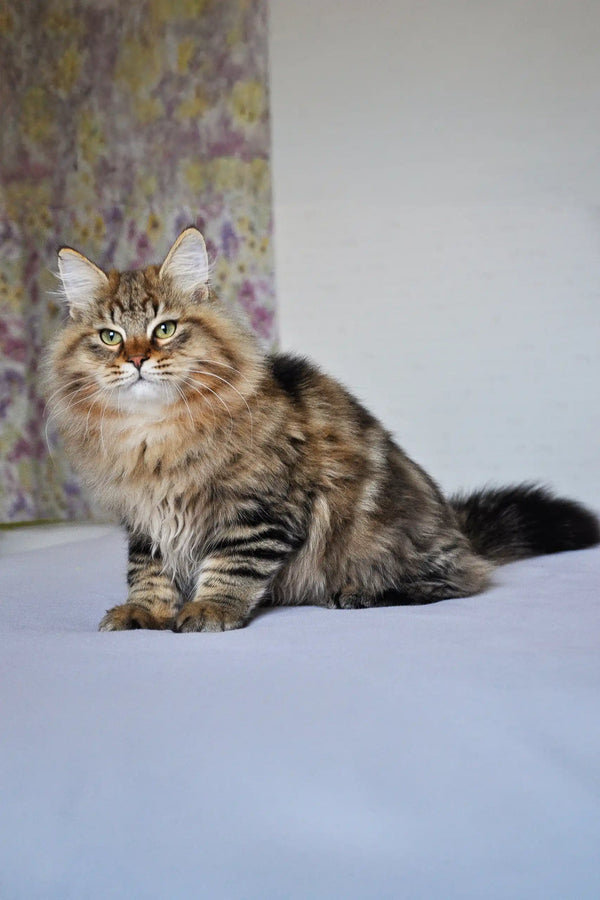 シュタイフ　tabby cat アンティーク シュタイフ ネコ Steiff Tabby 7cm