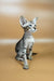 Yuki | oriental shorthair kitten