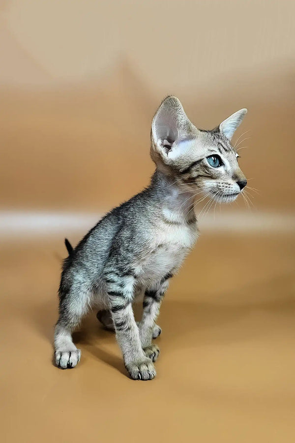 Yuki | oriental shorthair kitten
