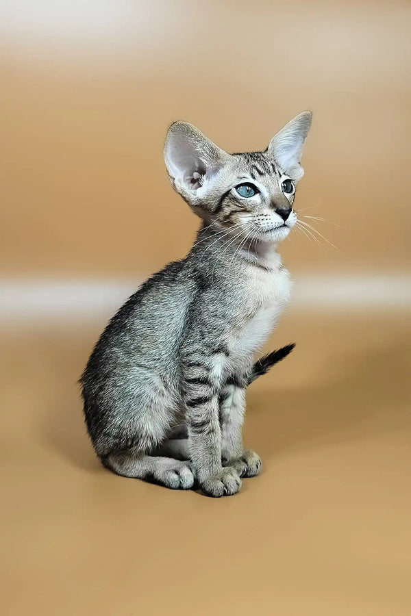 Yuki | oriental shorthair kitten